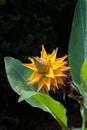 Golden Lotus Banana, Ensete lasiocarpum/ Chinese Dwarf Banana