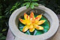 Golden lotus flower