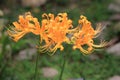 Golden Lycoris flowers Royalty Free Stock Photo