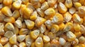 Golden maize backdrop with fresh sweet corn harvest display for a vibrant and enticing background