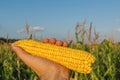 Golden maize in farmers hand over field Royalty Free Stock Photo