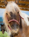 Golden Mane of a Pony Frames a Beautiful Face