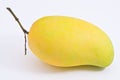 Golden mangoe