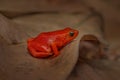 Golden mantella, Mantella aurantiaca, orange red frog from Andasibe-Mantadia NP in Madagascar. Mantella amphibian in the nature Royalty Free Stock Photo