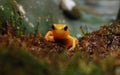 Golden Mantella Frog