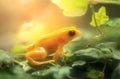 Golden Mantella Frog