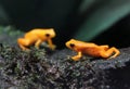 Golden Mantella Frogs