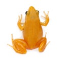 Golden Mantella, Mantella aurantiaca Royalty Free Stock Photo