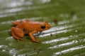 Golden mantella - Mantella aurantiaca Royalty Free Stock Photo