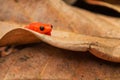 Golden Mantella - Mantella aurantiaca Royalty Free Stock Photo