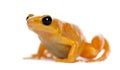 Golden Mantella, Mantella aurantiaca, portrait