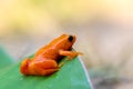 Golden Mantella, Mantella Aurantiaca, Madagascar wildlife Royalty Free Stock Photo