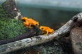 Golden mantella (Mantella aurantiaca).