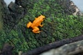 Golden mantella (Mantella aurantiaca). Royalty Free Stock Photo