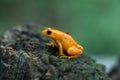 Golden mantella (Mantella aurantiaca). Royalty Free Stock Photo