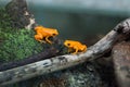 Golden mantella (Mantella aurantiaca).