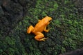 Golden mantella Mantella aurantiaca Royalty Free Stock Photo