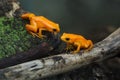 Golden mantella Mantella aurantiaca Royalty Free Stock Photo