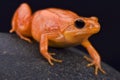 Golden Mantella (Mantella aurentiaca)