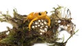 Golden Mantella protecting her eggs