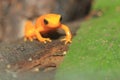 Golden mantella