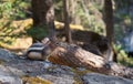 Golden-mantled ground squirl on a tree Royalty Free Stock Photo