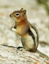 Golden-Mantled Ground Squirrel