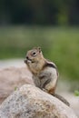 Golden-Mantled Ground Squirrel