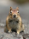 Golden-Mantled Ground Squirrel