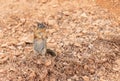 Golden Mantled Ground Squirrel, Bryce Canyon Royalty Free Stock Photo