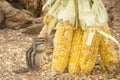 Golden Mantled Ground Squirrel Royalty Free Stock Photo