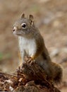 Golden Mantled Ground Squirrel - Callospermophilus lateralis