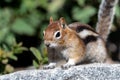 Golden-mantled Ground Squirrel Callospermophilus lateralis