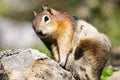 Golden-mantled Ground Squirrel ( Callospermophilus lateralis)