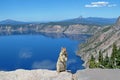 Golden mantled ground squirrel or Chipmunk posing in Crater Lake National Park, USA Royalty Free Stock Photo