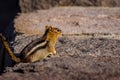 Golden Mantled ground squirrel at Crater Lake National Park Royalty Free Stock Photo