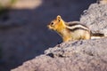 Golden Mantled ground squirrel at Crater Lake National Park Royalty Free Stock Photo