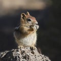 Golden-mantled Ground Squirrel Royalty Free Stock Photo