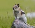 Golden-mantled Ground Squirrel - Jasper National Park