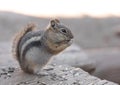 Golden-mantled ground squirrel eating sunflower seeds at sunset in the Rocky Mountains Royalty Free Stock Photo