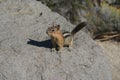 Golden-Mantled Ground Squirrel On A Rock Royalty Free Stock Photo