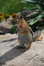 Golden-mantled Ground Squirrel sitting in colorado rocky mountains Royalty Free Stock Photo