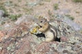 Golden Mantled Ground Squirrel Sitting on a Granite Rock Royalty Free Stock Photo