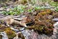 Golden-mantled ground squirrel, travel, rocky mountains, alpine, tourism, eyes, hair, golden, mantled, curious, tail, close, funny