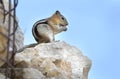 Golden mantled Ground Squirrel on Snowbird mountain, Utah