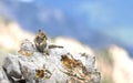 Golden mantled Ground Squirrel on Snowbird mountain, Utah