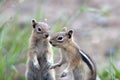 Golden-mantled Ground Squirrel, Spermophilus later