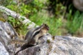Golden-mantled ground squirrel, travel, rocky mountains, alpine, tourism, eyes, hair, golden, mantled, curious, tail, close, funny