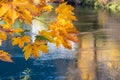 Golden Maple Leaf Branch Royalty Free Stock Photo