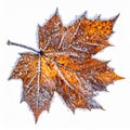 Golden Maple Leaf Covered with Frost on White Background in Winter Royalty Free Stock Photo